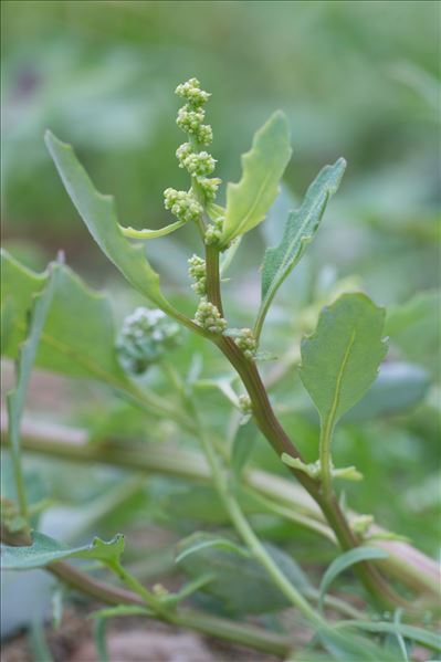 Oxybasis glauca (L.) S.Fuentes, Uotila & Borsch