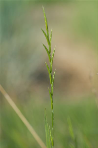 Brachypodium pinnatum (L.) P.Beauv.