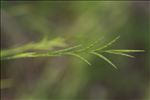 Brachypodium pinnatum (L.) P.Beauv.