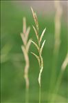 Brachypodium pinnatum (L.) P.Beauv.