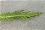 Achillea distans Waldst. & Kit. ex Willd.