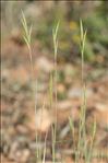 Brachypodium retusum (Pers.) P.Beauv.