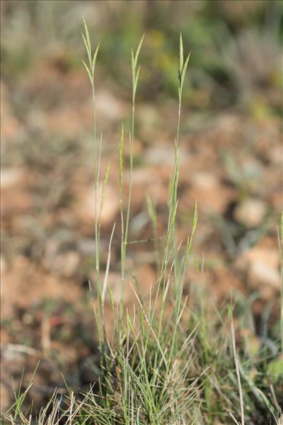 Brachypodium retusum (Pers.) P.Beauv.