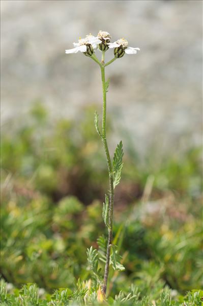Achillea erba-rotta subsp. moschata (Wulfen) Vacc.