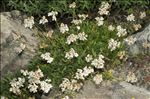 Achillea erba-rotta subsp. moschata (Wulfen) Vacc.