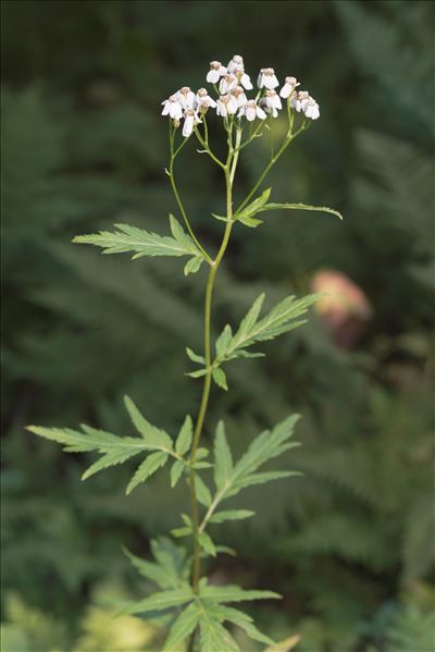 Achillea macrophylla L.