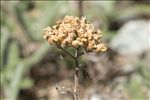 Achillea tomentosa L.