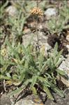 Achillea tomentosa L.
