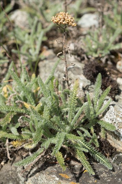 Achillea tomentosa L.