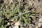 Achillea tomentosa L.
