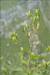 Aconitum variegatum subsp. paniculatum (Arcang.) Negodi