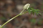 Actaea spicata L.