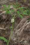 Actaea spicata L.