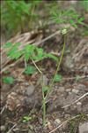 Actaea spicata L.