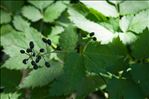 Actaea spicata L.