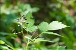 Actaea spicata L.