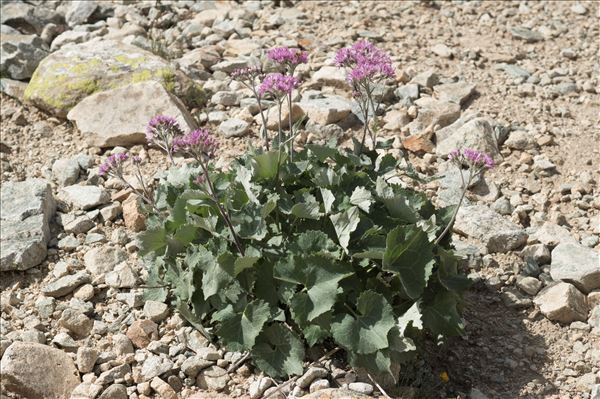 Adenostyles leucophylla (Willd.) Rchb.