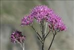 Adenostyles leucophylla (Willd.) Rchb.