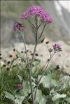 Adenostyles leucophylla (Willd.) Rchb.