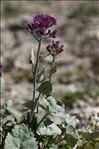 Adenostyles leucophylla (Willd.) Rchb.