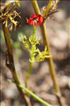 Adonis aestivalis subsp. squarrosa (Steven) Nyman