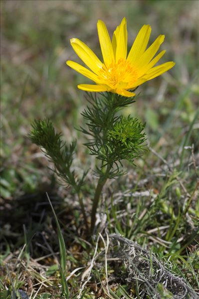 Adonis vernalis L.