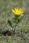 Adonis vernalis L.