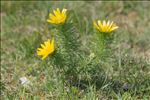 Adonis vernalis L.