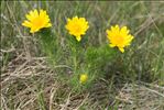 Adonis vernalis L.