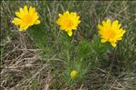 Adonis vernalis L.