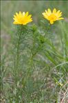 Adonis vernalis L.