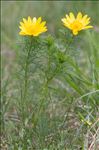 Adonis vernalis L.