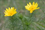 Adonis vernalis L.