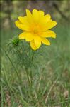 Adonis vernalis L.