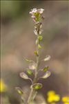 Aethionema saxatile subsp. monospermum (R.Br.) P.Fourn.