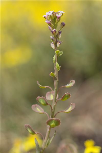 Aethionema saxatile (L.) R.Br. subsp. saxatile