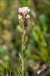 Aethionema saxatile subsp. ovalifolium (DC.) Nyman