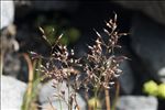 Agrostis rupestris All.