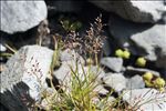 Agrostis rupestris All.