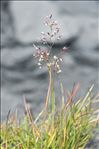 Agrostis rupestris All.
