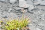 Agrostis rupestris All.