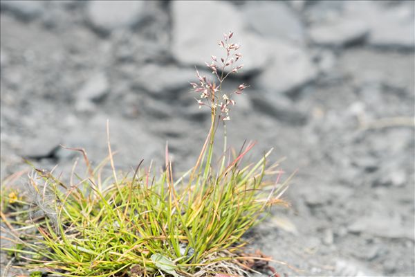 Agrostis rupestris All.