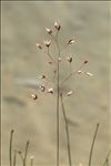 Agrostis rupestris All.