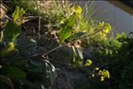 Brassica nigra (L.) W.D.J.Koch