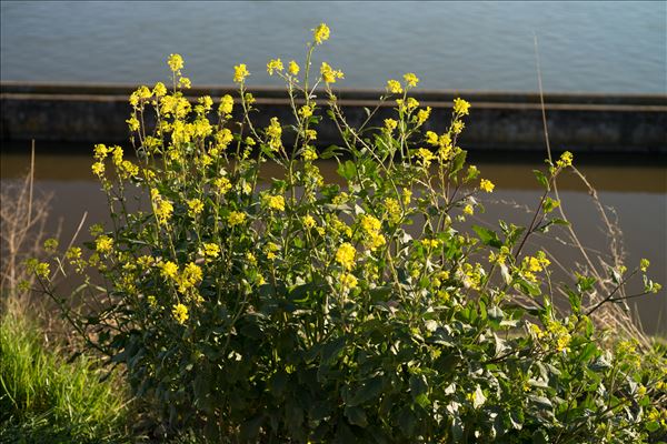 Brassica nigra (L.) W.D.J.Koch