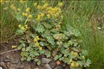 Alchemilla acutiloba Opiz