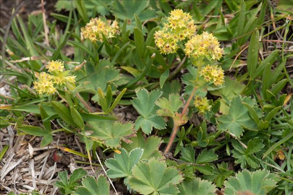 Alchemilla acutiloba Opiz