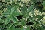 Alchemilla conjuncta Bab.