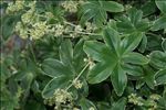 Alchemilla conjuncta Bab.