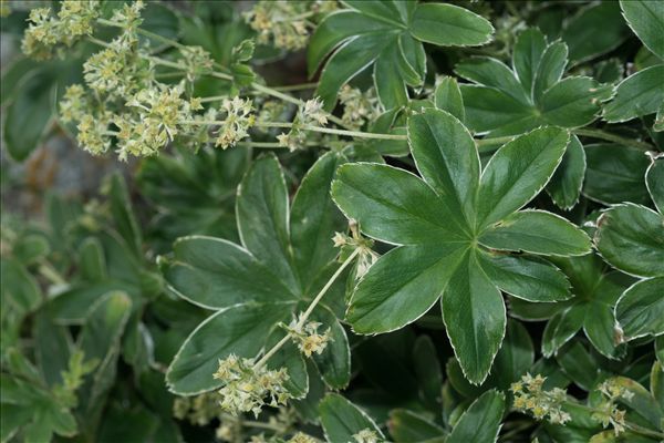 Alchemilla conjuncta Bab.
